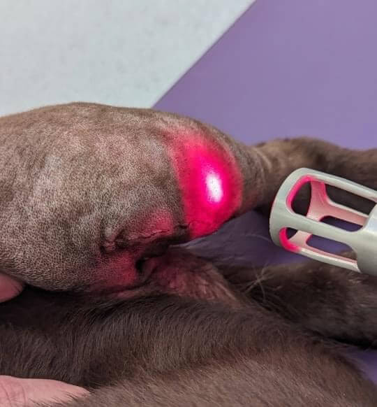 K Laser Therapy at Valley Animal Therapy
