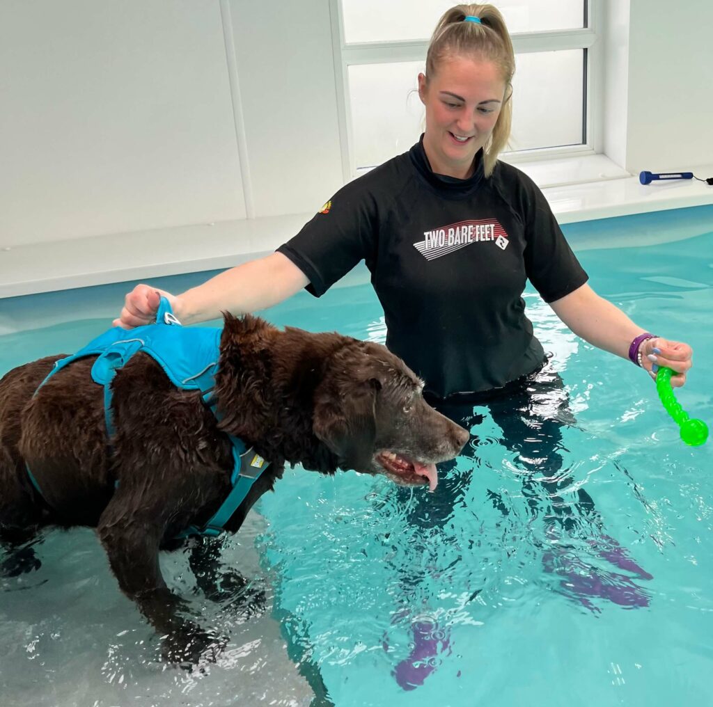Hydrotherapy at Valley Animal Therapy