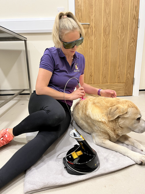 K-Laser at Valley Animal Therapy